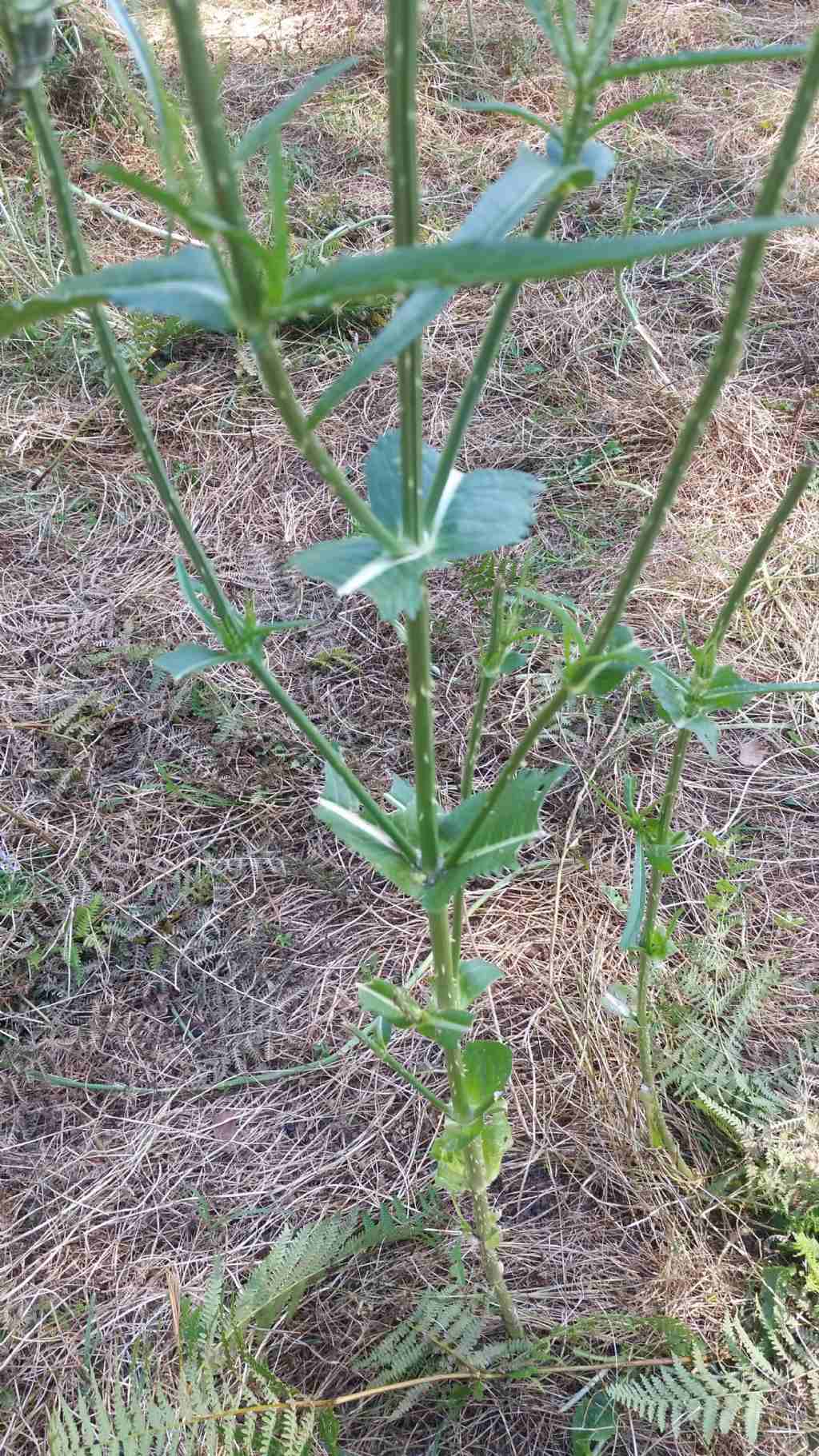 Dipsacus fullonum L. (Asteraceae)